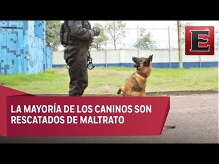 Binomios caninos de la SSP, especializados en salvar personas