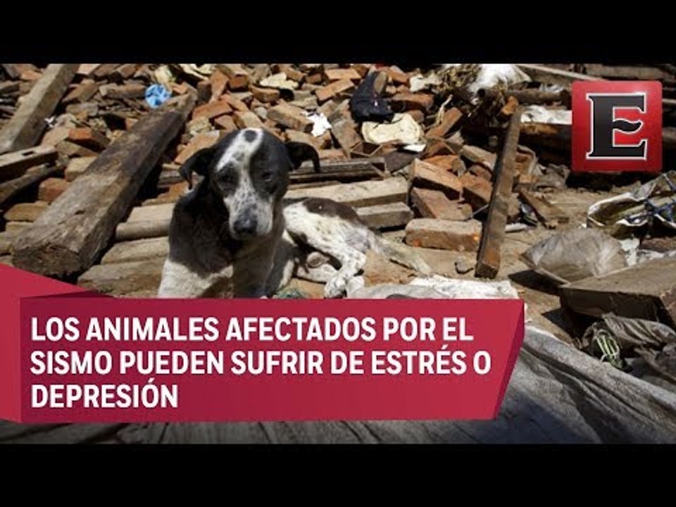 Animales afectados por el sismo de 7.1