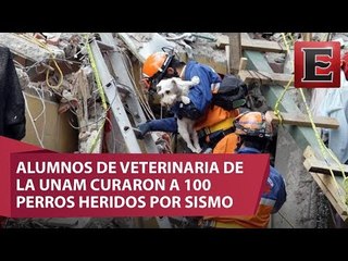 Más de 100 perros heridos han sido atendidos por alumnos de la UNAM