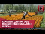 Cempasúchil: flor tradicional de Día de Muertos