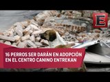Dan en adopción a mascotas rescatadas en sismo del 19S
