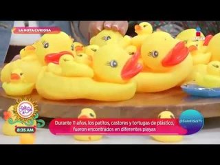 La nota curiosa: la historia de los patitos náufragos | Sale el Sol
