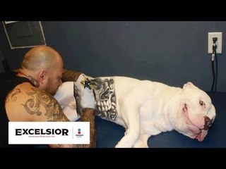 Animales tatuados y perforados... ¿tendencia o maltrato?