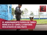 Binomios caninos de la SSPCDMX, especializados en salvamento de personas