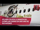 Aerolínea mexicana rinde homenaje a la perrita Frida