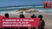 Sorpresa en Ipanema; apareció una ballena muerta en la playa