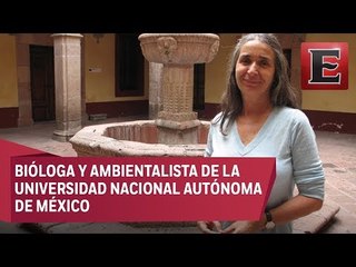 ¿Quién es Julia Carabias, ganadora de la Belisario Domínguez 2017?