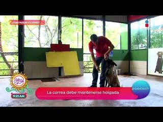 Conciencia Animal: ¡sigue estos tips para pasear a tu perro!  | Sale el Sol