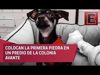 Delegación Coyoacán construirá clínica veterinaria llamada "Frida"