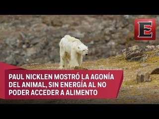 Video: Muestran a oso polar desnutrido por el calentamiento global