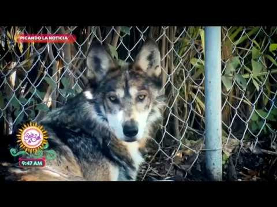 Picando la noticia: Nacen cuatro lobos grises, animal en peligro de extinción  | Sale el Sol