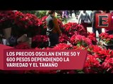 Xochimilco es una buena opción para adquirir plantas de Nochebuena