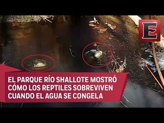 Caimanes quedan incrustados en pantano congelado de EU