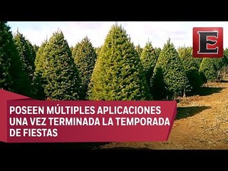 ¿Pinos naturales son un alivio para el medio ambiente?