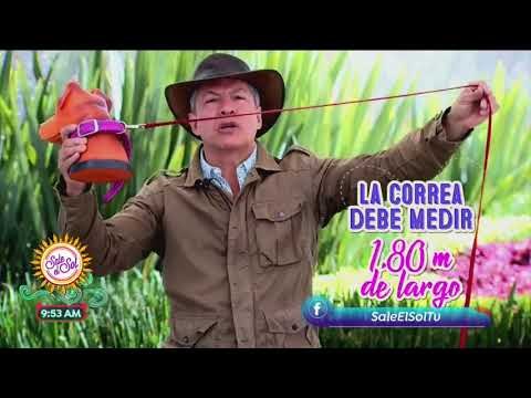 ¡Tips para sacar a pasear a tu perro de Darwin Angulo! | Sale el Sol