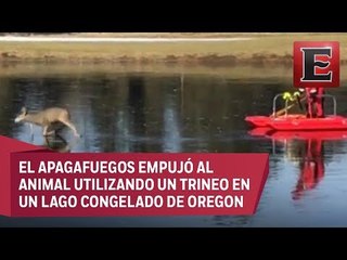 Video: Bombero salva a venado de morir congelado