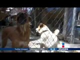 Abunda el maltrato a perros en la CDMX