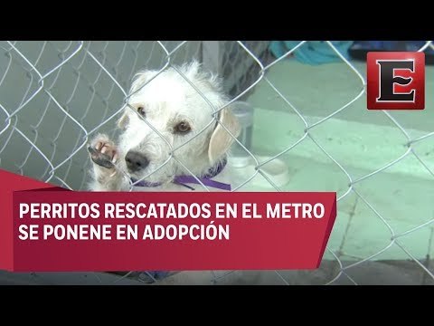 ¿Y si adoptas a uno de los perritos rescatados en el Metro?