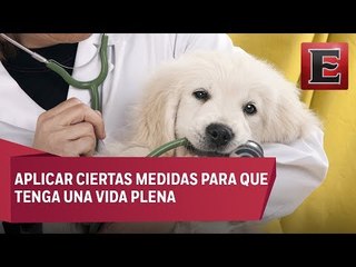 Los cuidados que debes brindar a tu mascota