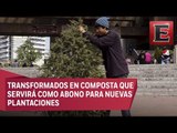 Aquí podrás llevar tu árbol navideño natural para reciclar