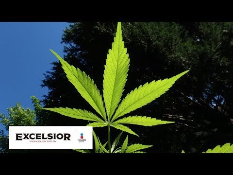 ¿Cómo impactará a México venta legal de mariguana en California?