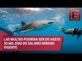 PVEM presenta reforma de ley para proteger a tiburones