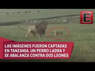 VIDEO: Valiente perrito se enfrenta a dos leones y sale ileso