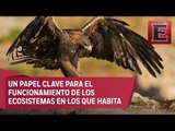 PVEM llama a sumar esfuerzos para proteger al águila real