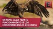 PVEM llama a sumar esfuerzos para proteger al águila real
