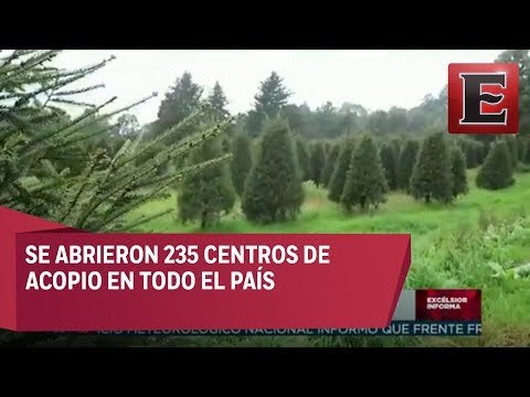 Gustavo López habla sobre los centros de acopio de árboles de navidad