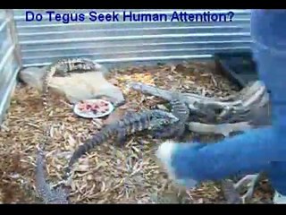 トカゲがこんなにも人懐っこいとは