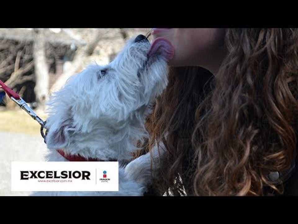 Besar a tu mascota puede ser letal