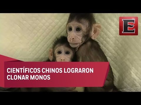 Clonan por primera vez monos con el método de 'Dolly'