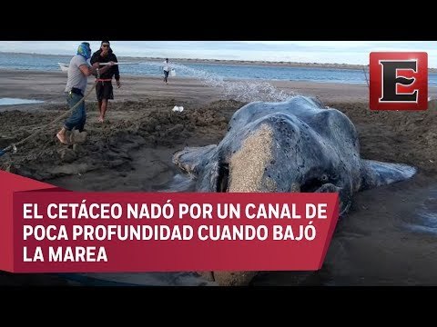 Rescatan a ballena gris varada en puerto de BCS