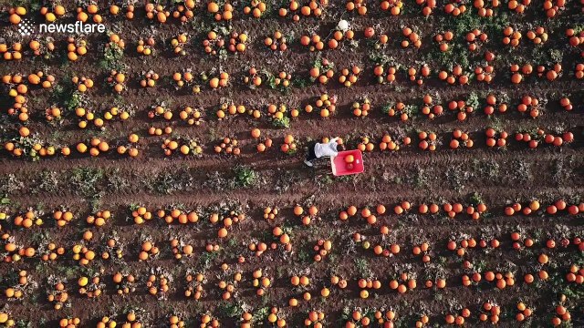 Ready for Halloween? Dronecam shows harvest at huge UK pumpkin farm