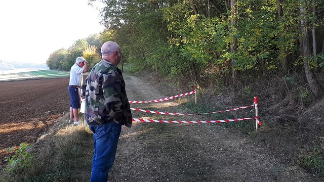 Sainte Geneviève : un nid de frelons asiatiques en bordure de chemin