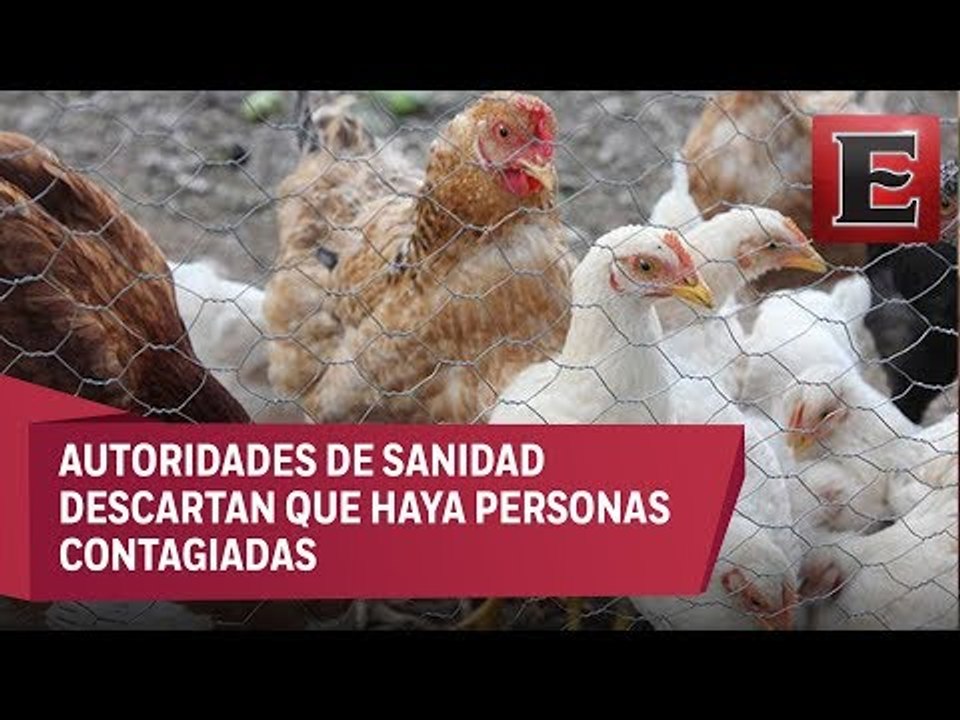 Descartan en Querétaro riesgos por gripe aviar