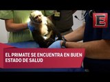 Capturan al mono capuchino prófugo en las Lomas de Chapultepec