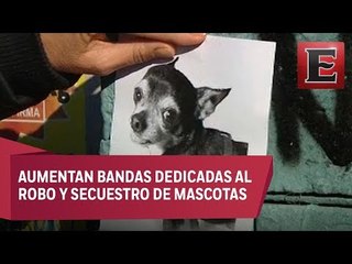 Por tu Seguridad: Robo de perros en la CDMX