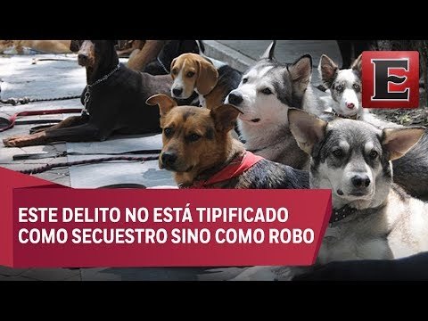 Ni las mascotas de la CDMX se salvan del secuestro