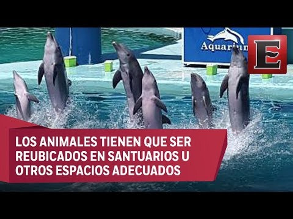 Prohíben en la CDMX el uso de delfines para cualquier espectáculo