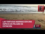 Animal...Es: Liberación de tortugas marinas