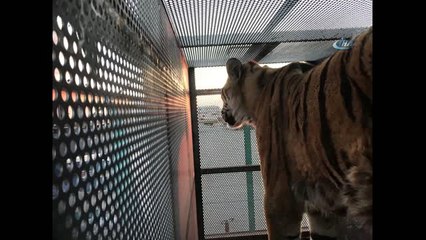 Turkish Cargo, Vahşi Doğanın Yırtıcılarını Bulutların Üzerine Taşıdı