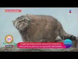 Por Si No Lo Sabías: estos son los 'gatitos' más salvajes | Sale el Sol