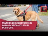 Punto y coma: Amplían diputados acceso a perros guía