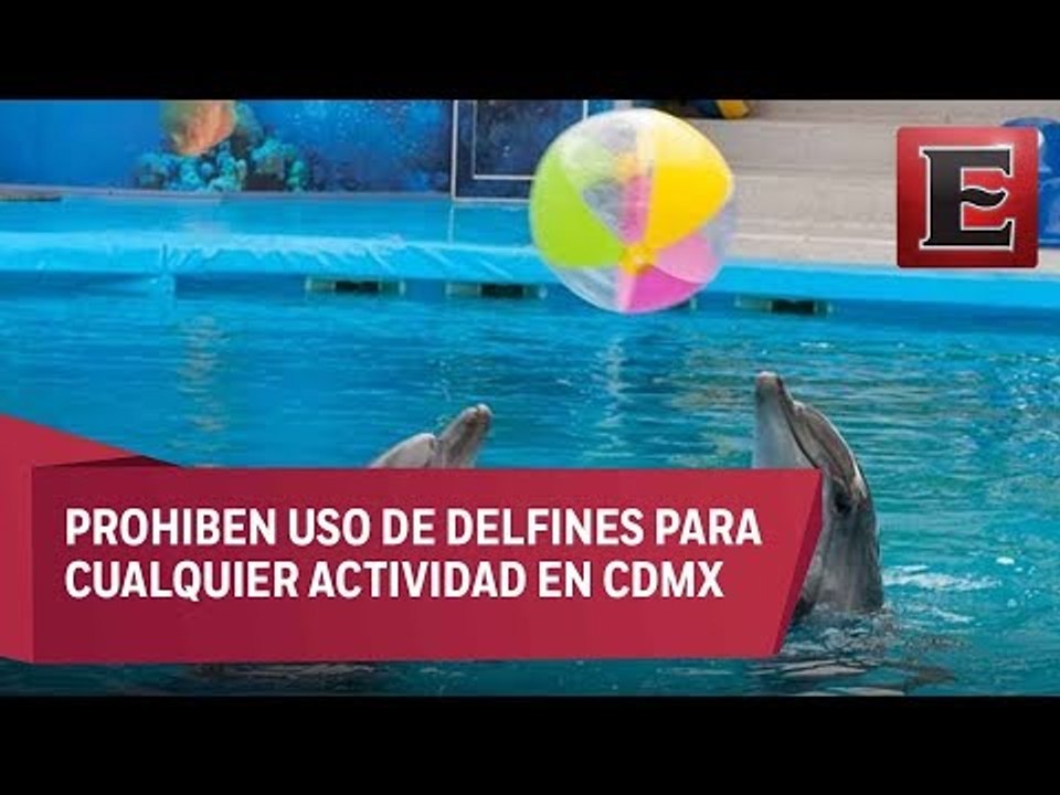 Prohíben espectáculos y terapias con delfines en la CDMX