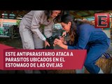 Ciencia UNAM: Descubren antiparasitarios naturales para ovinos