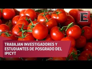 Desarrollan en México semilla genética de jitomate resistente a bacterias