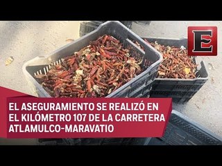 Aseguran en Edomex 400 kilos de mariguana en cargamento de chiles
