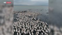 Güneye göç eden ak pelikanlar havadan görüntülendi